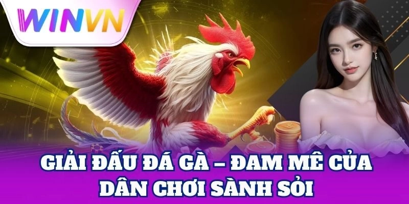 Giải Đấu Đá Gà WinVN – Sân Chơi Máu Lửa Cho Người Đam Mê 1 Giải Đấu Đá Gà – đam mê của dân chơi sành sỏi