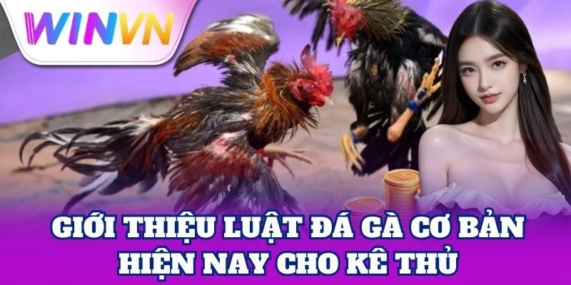Luật Đá Gà - Điều Kiện Tham Gia Và Cách Phân Thắng Thua 1 Giới thiệu Luật Đá Gà cơ bản hiện nay cho kê thủ